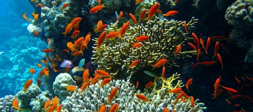 Coral